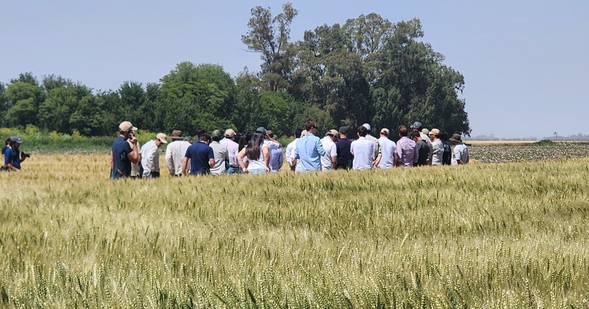 Campo de trigo maduro listo para cosecha