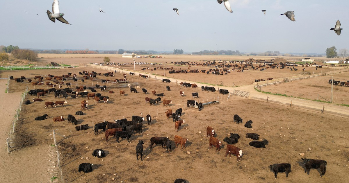 Rebaño de vacas en una isla desierta