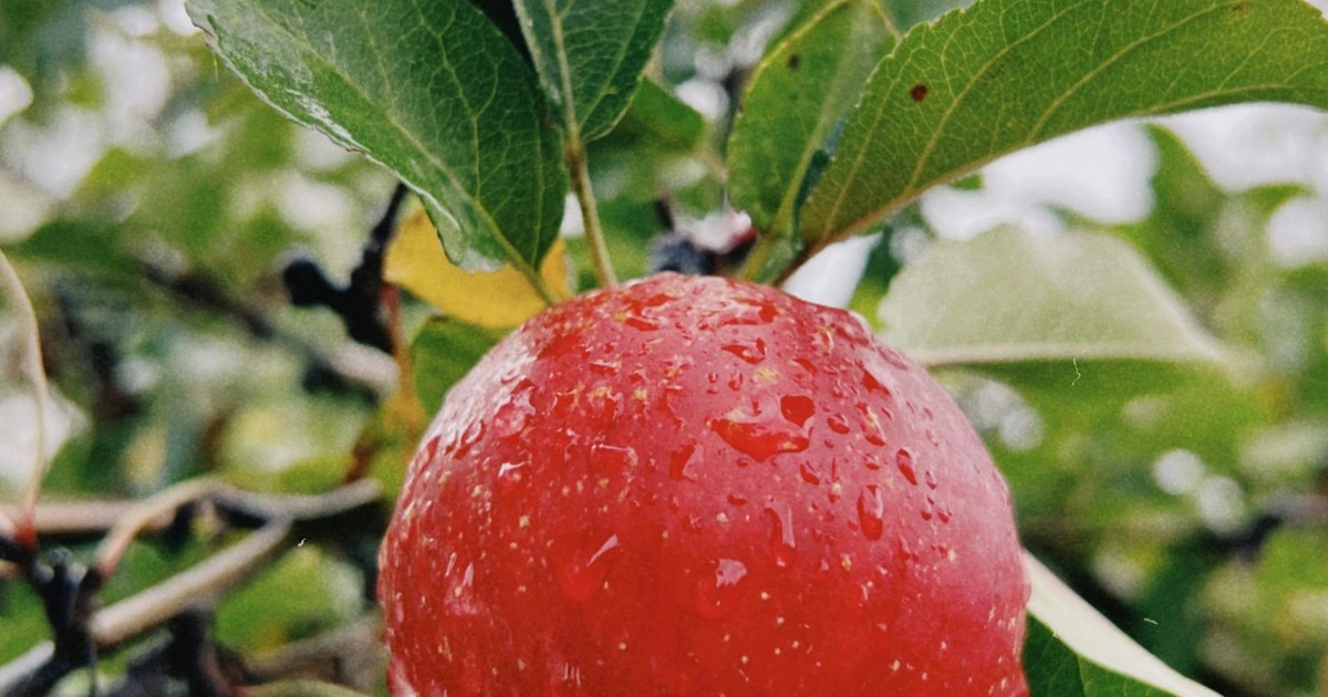 Manzanas en un campo del Alto Valle de Río Negro