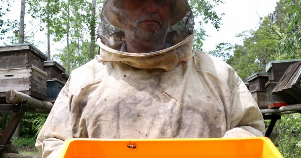 Colmenas en un apiario con abejas volando
