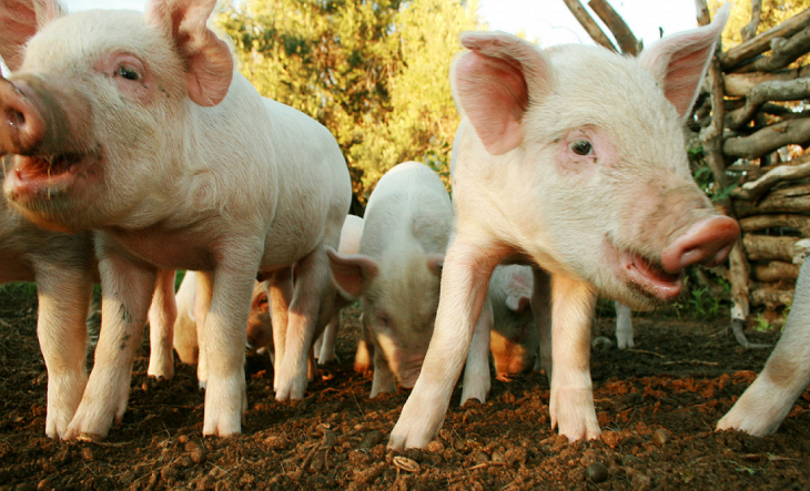 Cerdo en un criadero con medidas de higiene