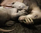 Cría de cerdo hormiguero siendo alimentada con biberón en una incubadora