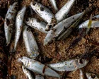 Costa de Nueva Irlanda con peces muertos en la orilla