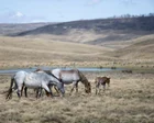 Caballos salvajes en el Parque Nacional Kosciuszko, Australia