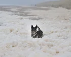 Espuma marina acumulada en la orilla de una playa