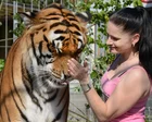 Tigre deambulando entre huertos en un pueblo alemán