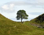 Tronco talado del sicómoro de Sycamore Gap junto al Muro de Adriano