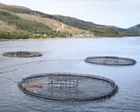 Salmones en una piscifactoría escocesa