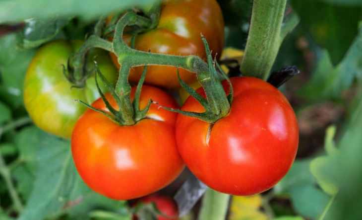 Verduras en una verdulería durante el invierno