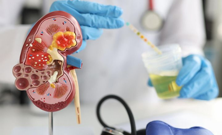riñones humanos en ilustración médica