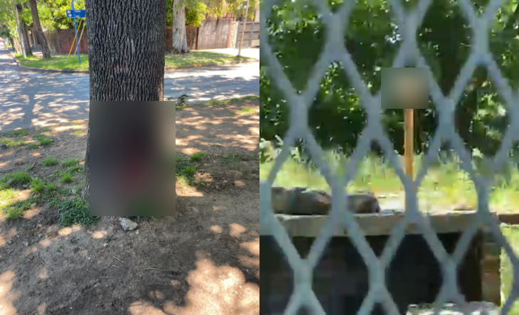 Gato y perro en una calle de Villa Luzuriaga
