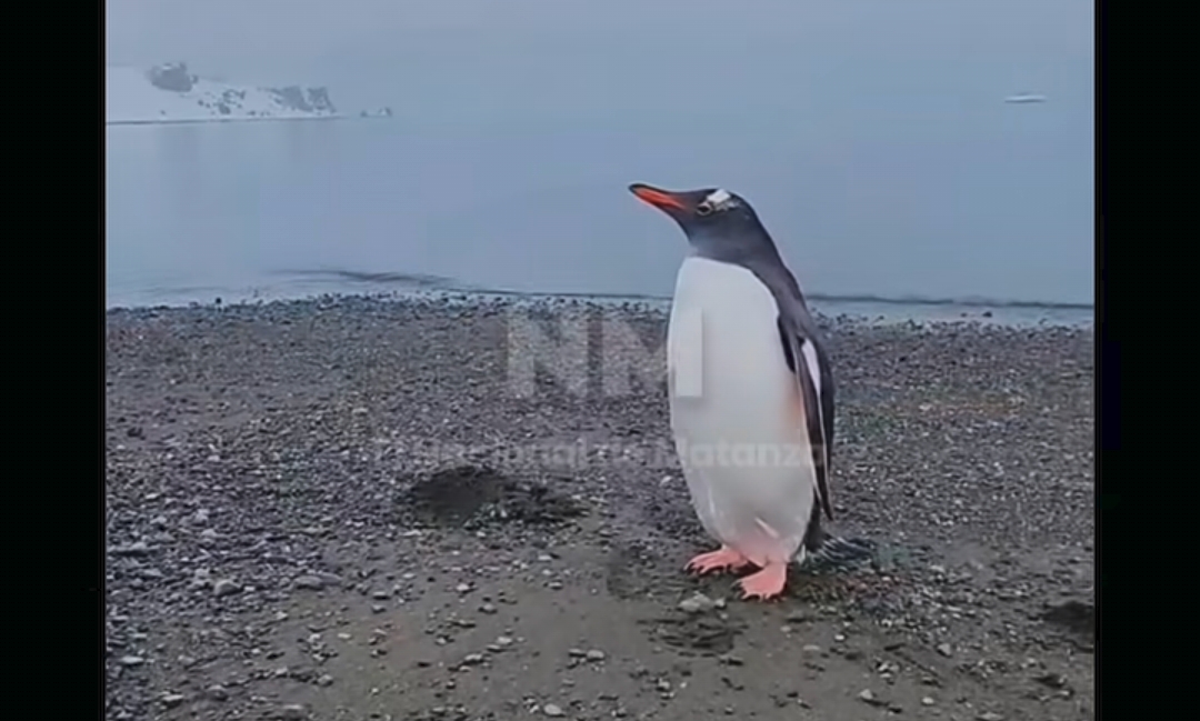 Joven con guitarra en una playa de Ushuaia mientras un pingüino lo observa