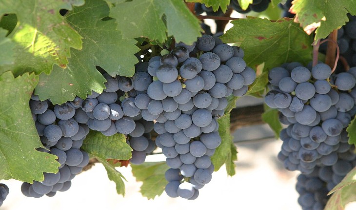 Vid de malbec en un viñedo de Mendoza