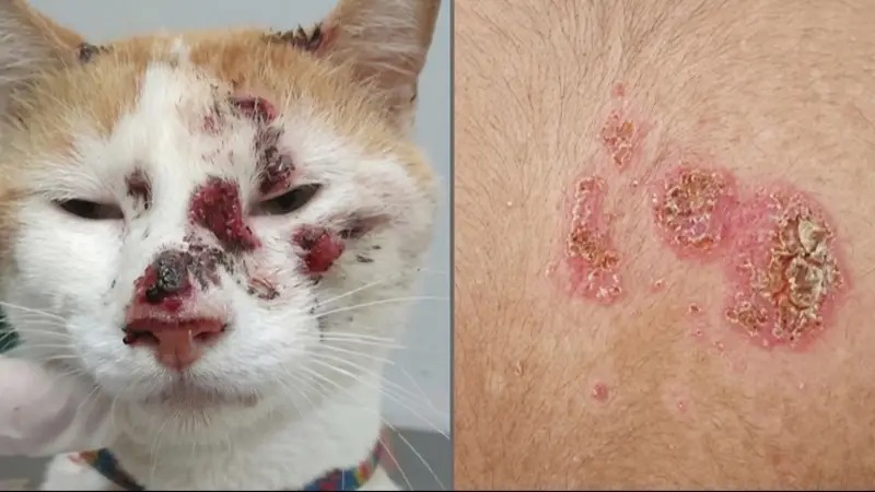 Gato doméstico con lesiones en la piel por esporotricosis